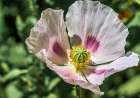 Opium poppy Art Print